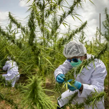 Forget California: Thailand wants to become King of Weed