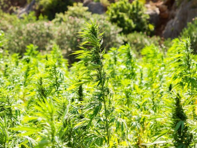 Bipartisan Senators File Bill To Ease Restrictions On Industrial Hemp Farmers