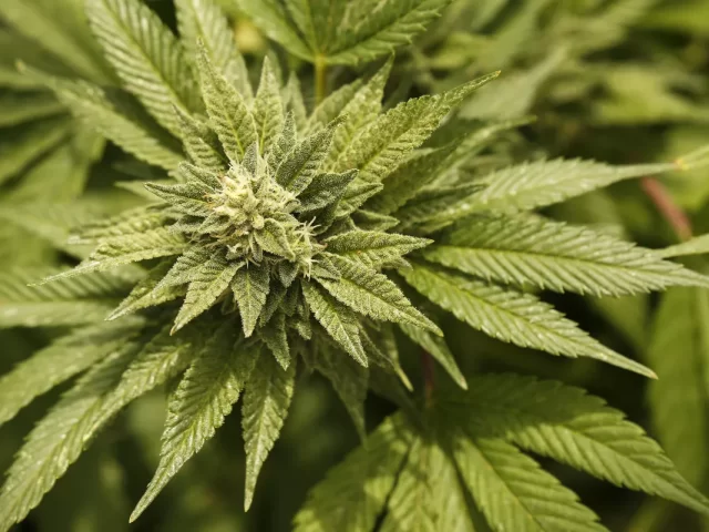 ‘Forward-thinking’ New Mexico goes from legal marijuana to taxpayer-subsidized weed