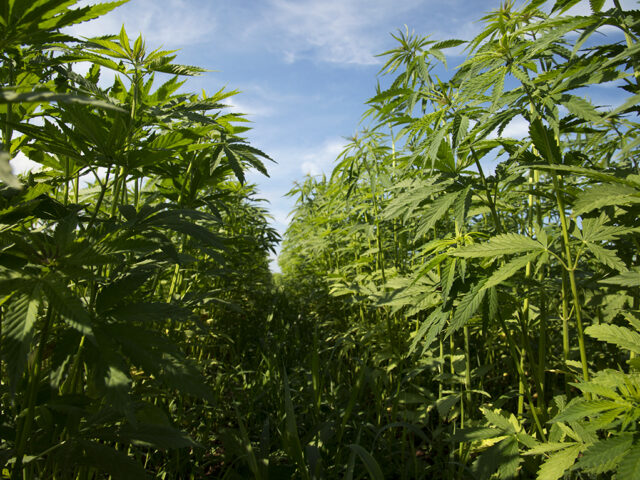 Pennsylvania Awards Nearly $400,000 To Support Hemp Industry And Teach Students About The Crop’s ‘Many Uses’