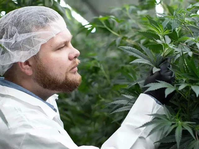 Indoor marijuana cultivators share pre-harvest tips for lighting, nutrients, temperature and irrigation