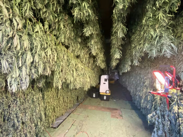 New York cannabis farmers may have to throw away 250,000 pounds of product due to retail-store bottleneck